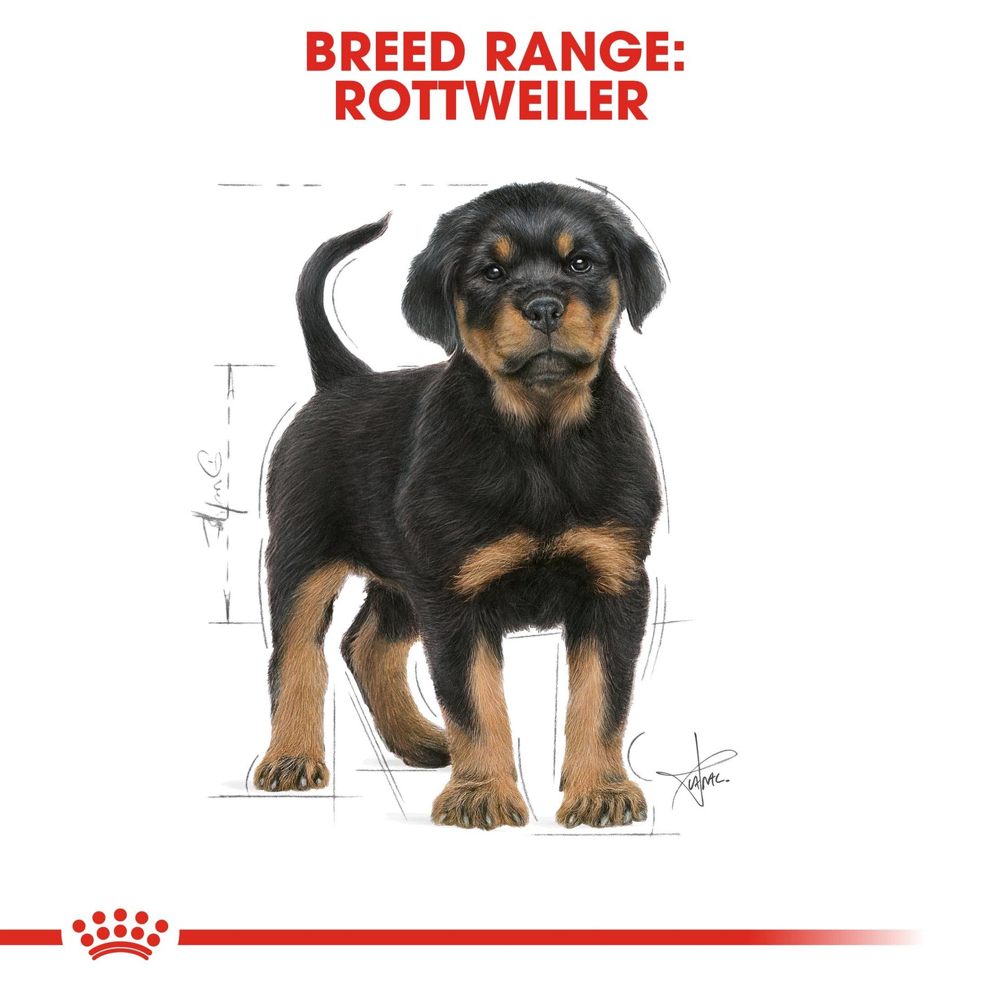 Royal Canin Rottweiler Dry Puppy Food