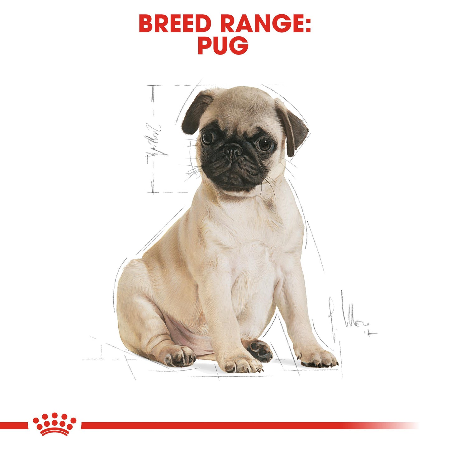 Royal Canin Pug Dry Puppy Food