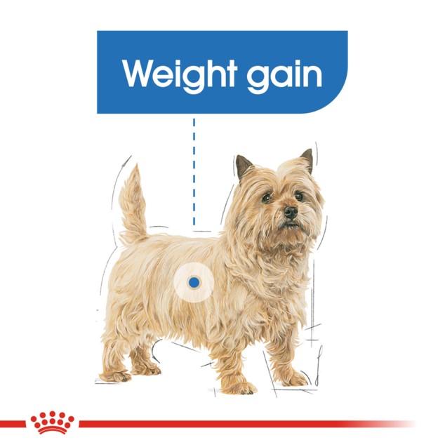 Royal Canin Mini Light Weight Care Dry Dog Food