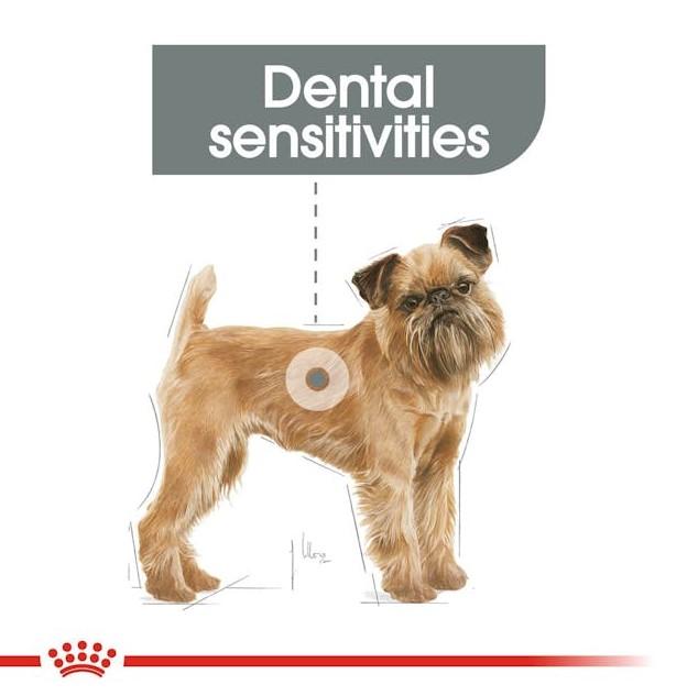 Royal Canin Mini Dental Care Dry Dog Food