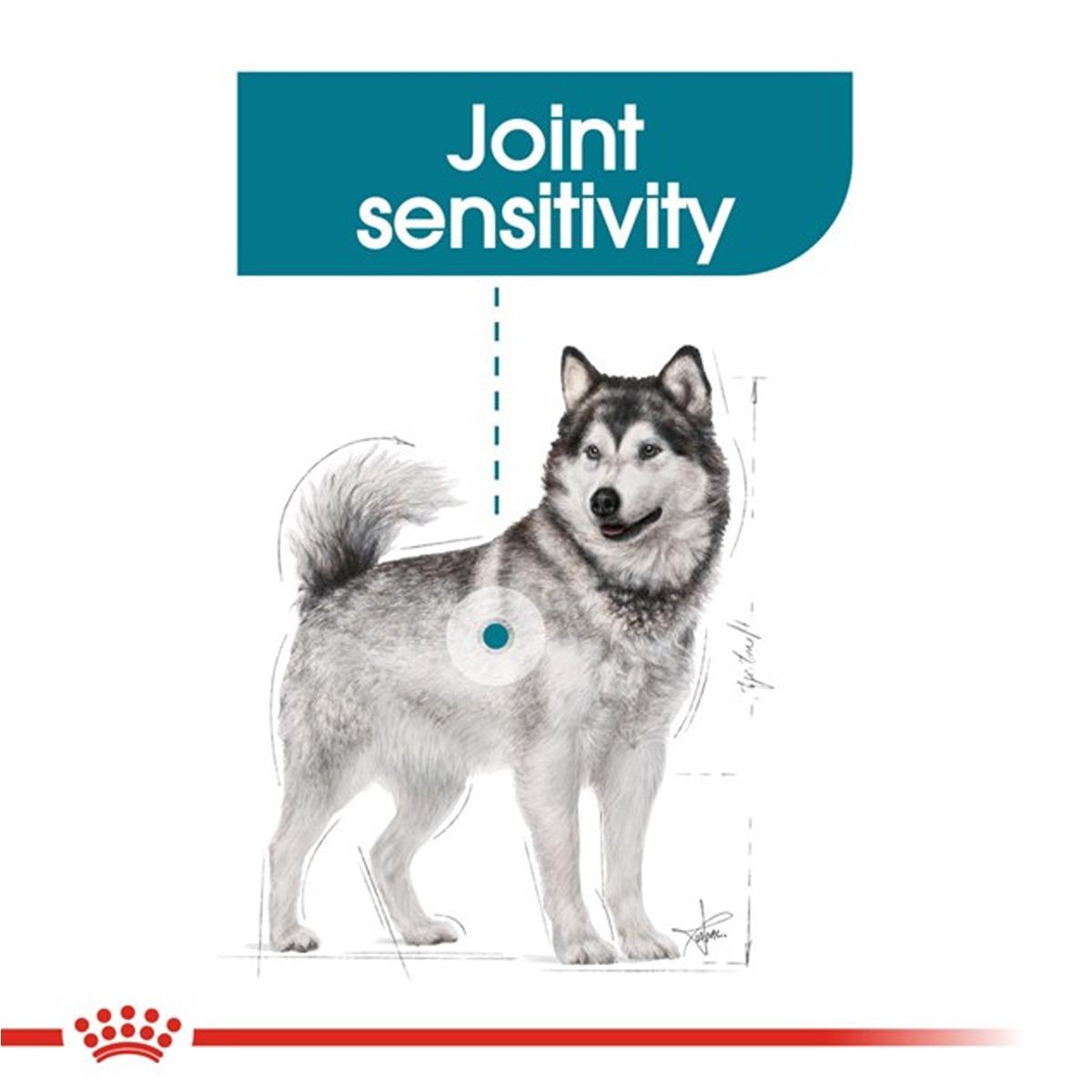 Royal Canin Maxi Joint Care Dry Dog Food