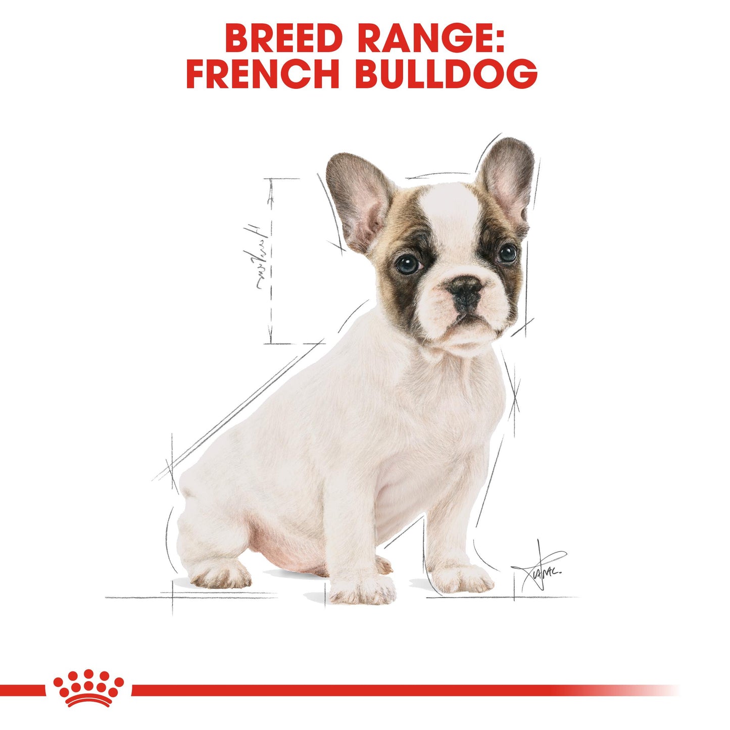 Royal Canin French Bulldog Dry Puppy Food