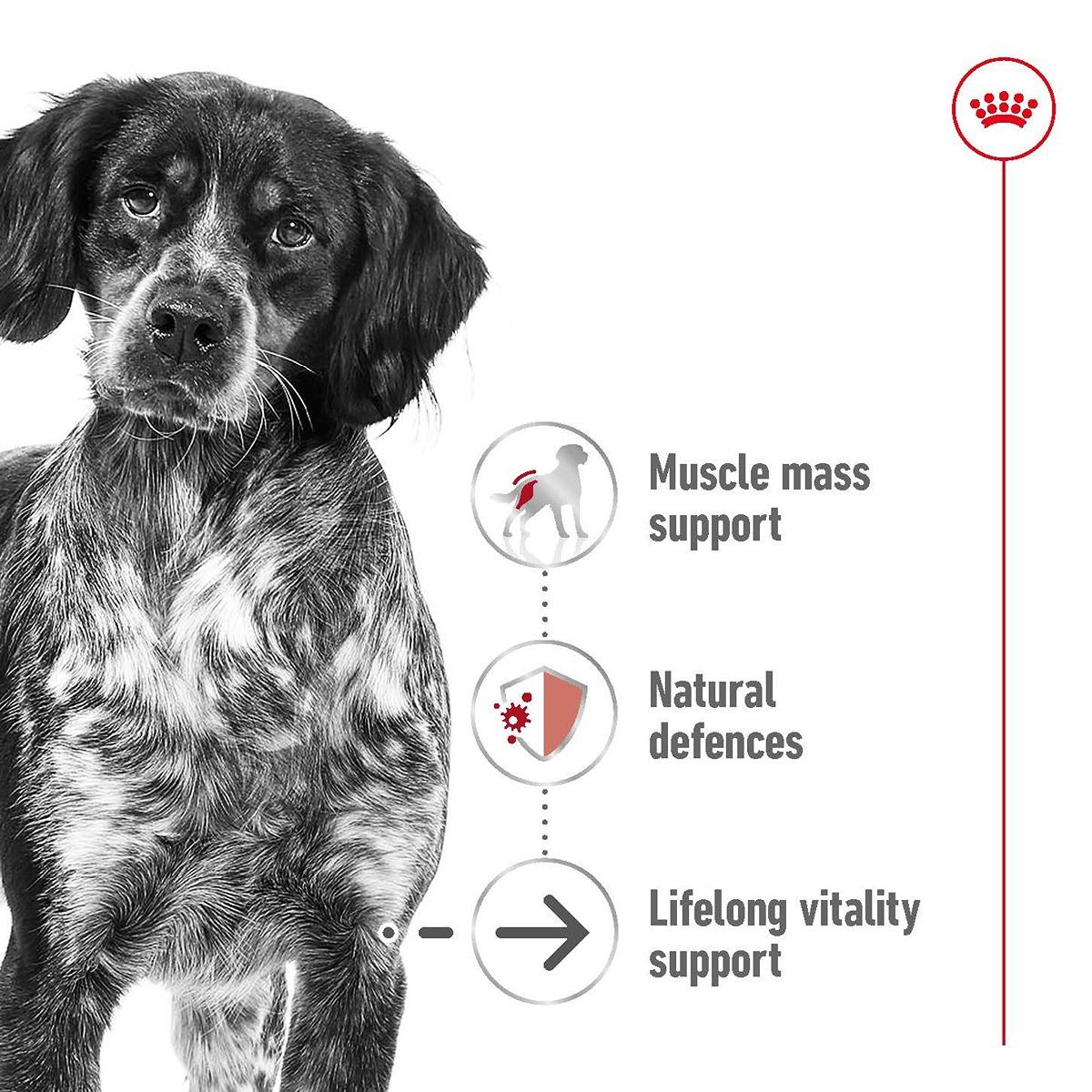 Royal Canin Medium Ageing 10+ Dry Food