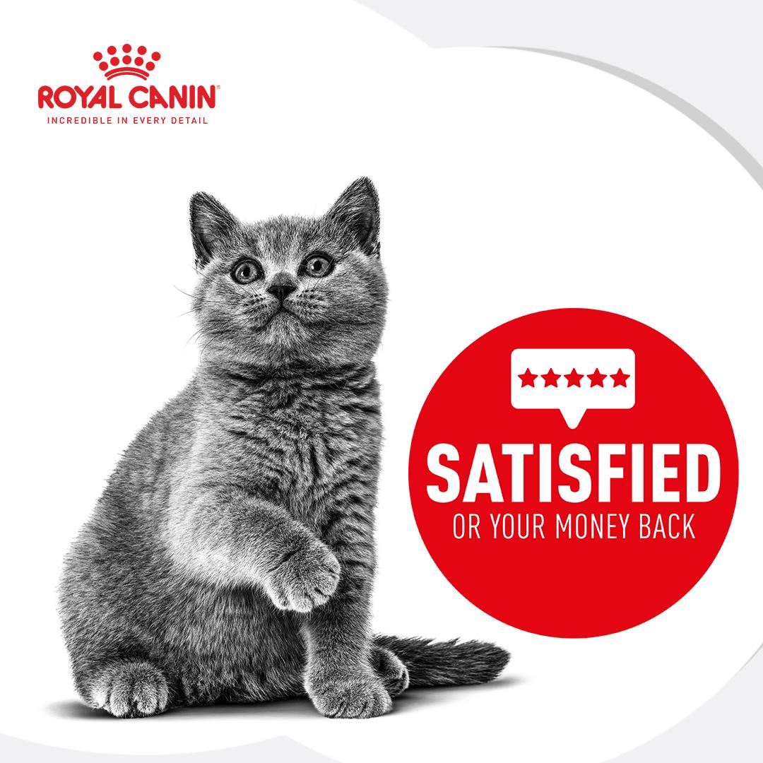 Royal Canin British Shorthair Kitten Dry Food