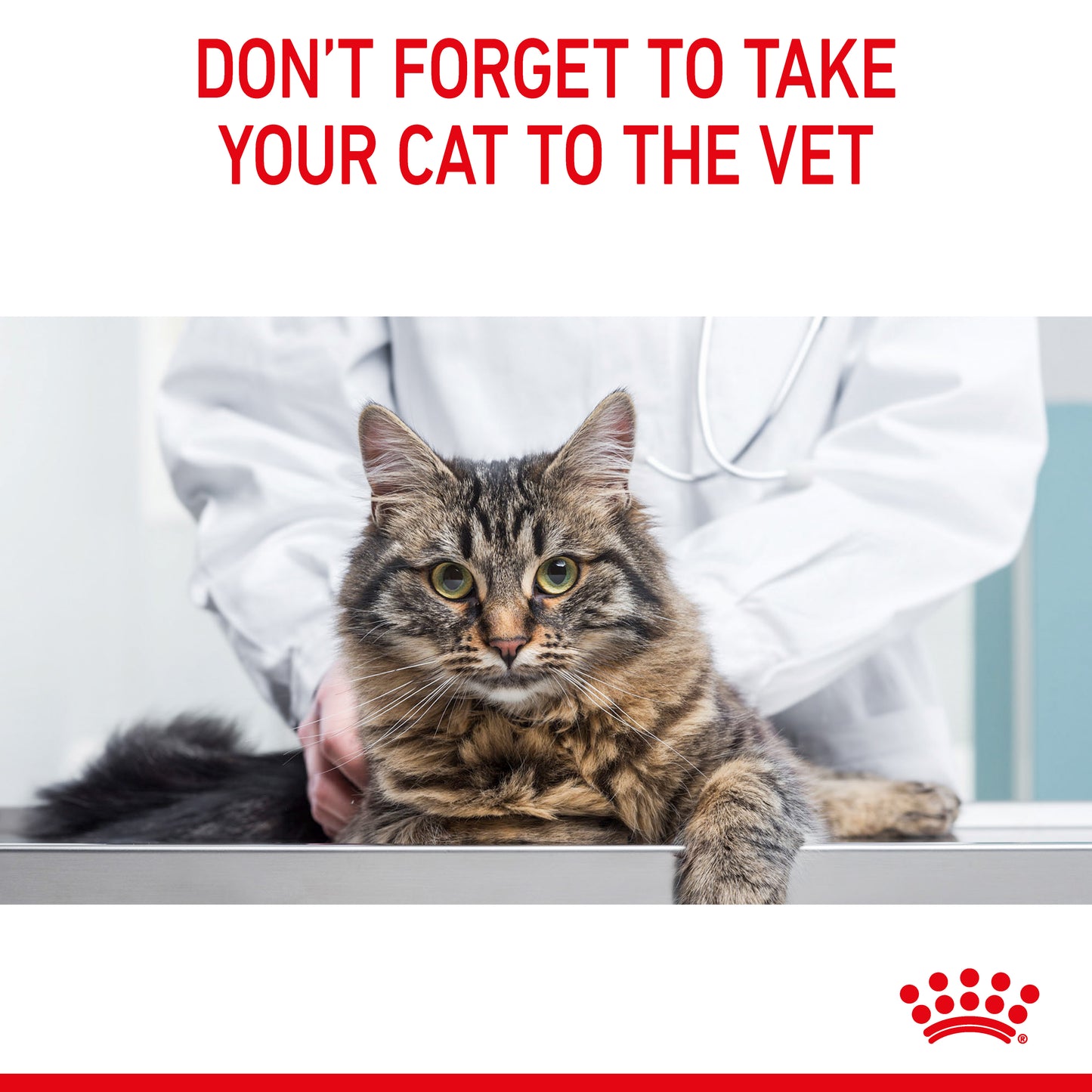 Royal Canin Digestive Care Loaf Wet Cat