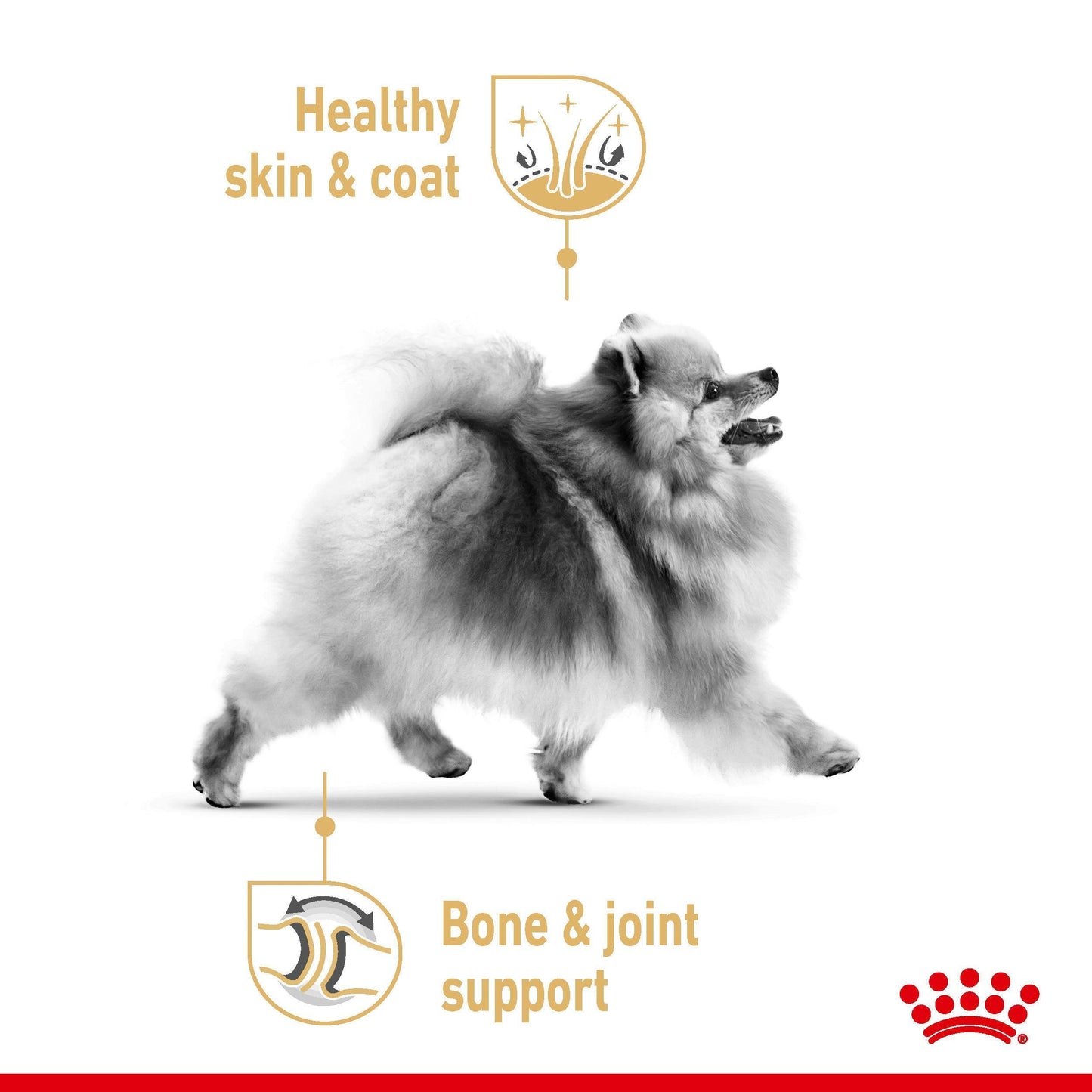 Royal Canin Pomeranian Adult Wet Dog Food 85g