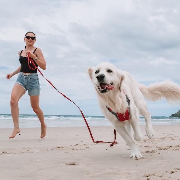 EzyDog Track 'N' Train Long Dog Training Leash