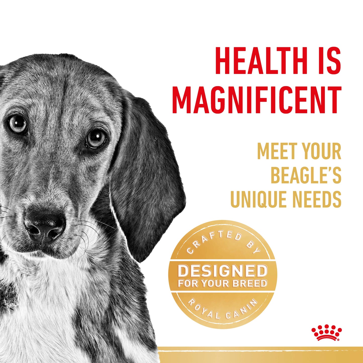 Royal Canin Beagle Dry Dog Food