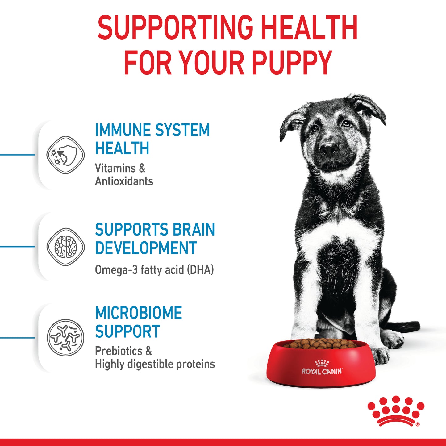 Royal Canin Maxi Dry Puppy Food