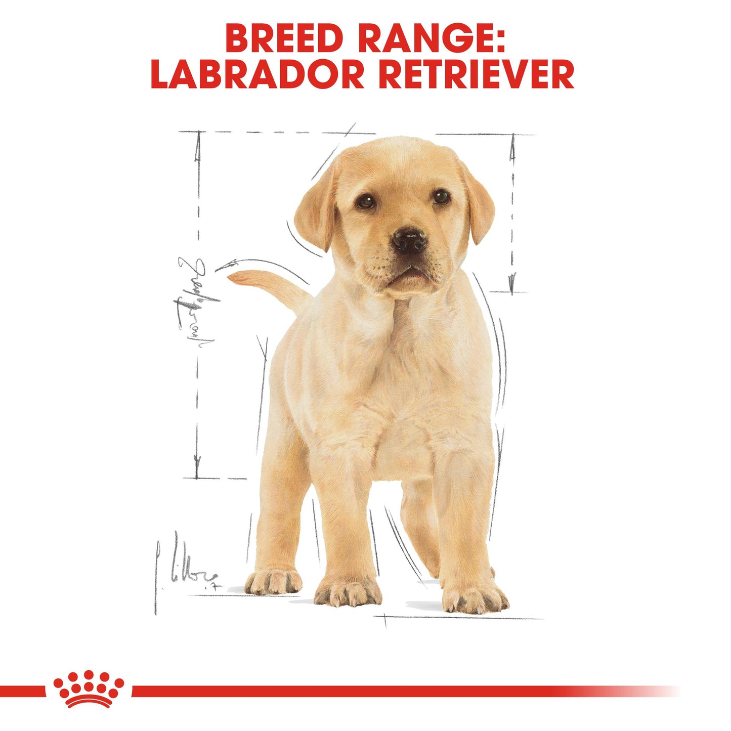 Royal Canin Labrador Dry Puppy Food