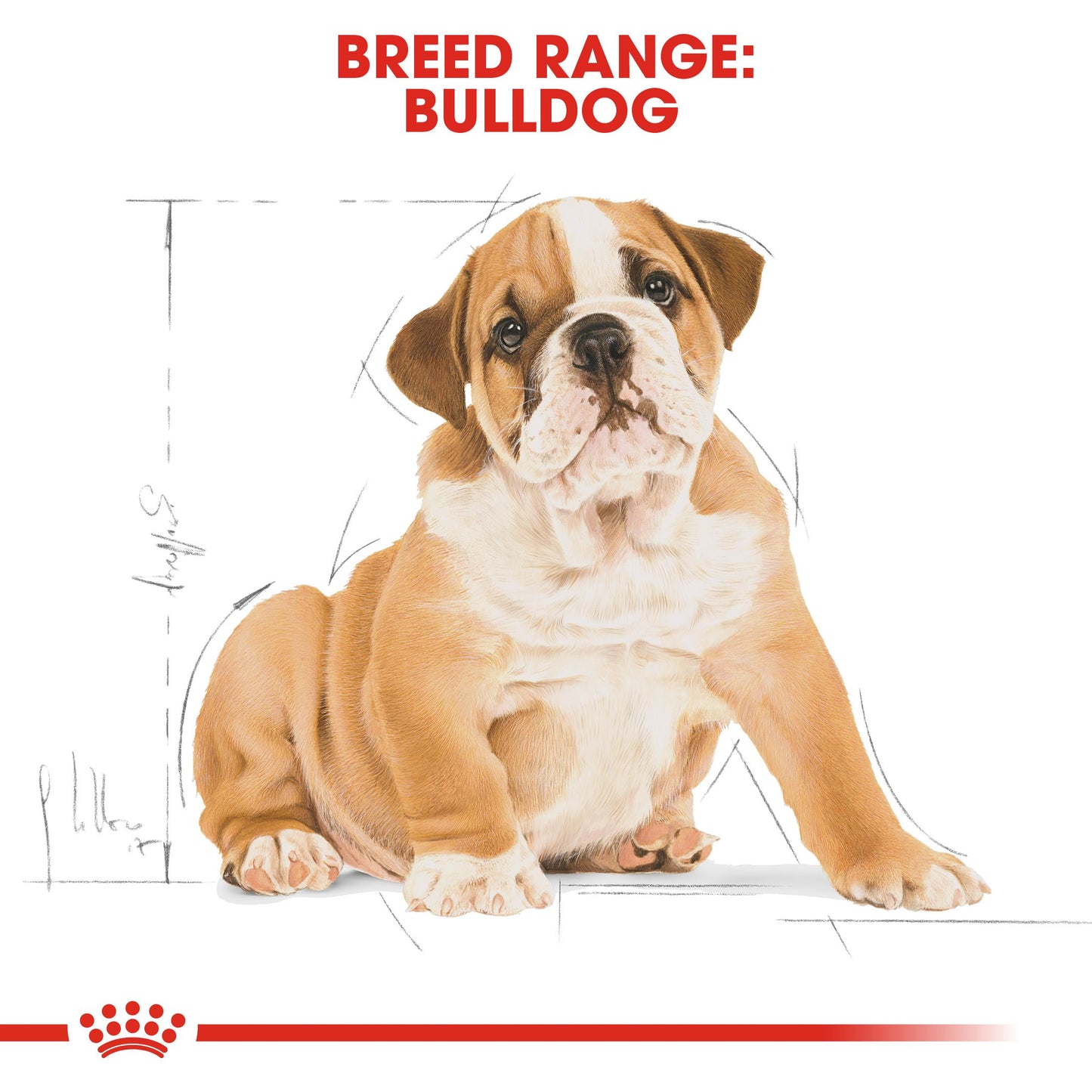 Royal Canin Bulldog Dry Puppy Food