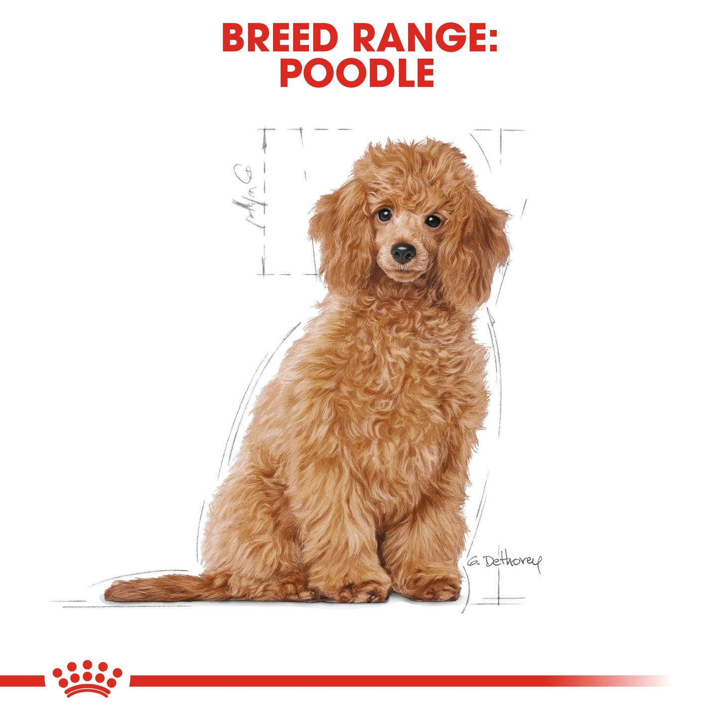 Royal Canin Poodle Dry Puppy Food