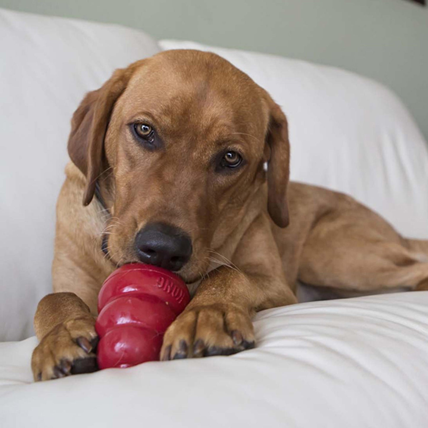 Kong Stuff N Peanut Butter Dog Treats