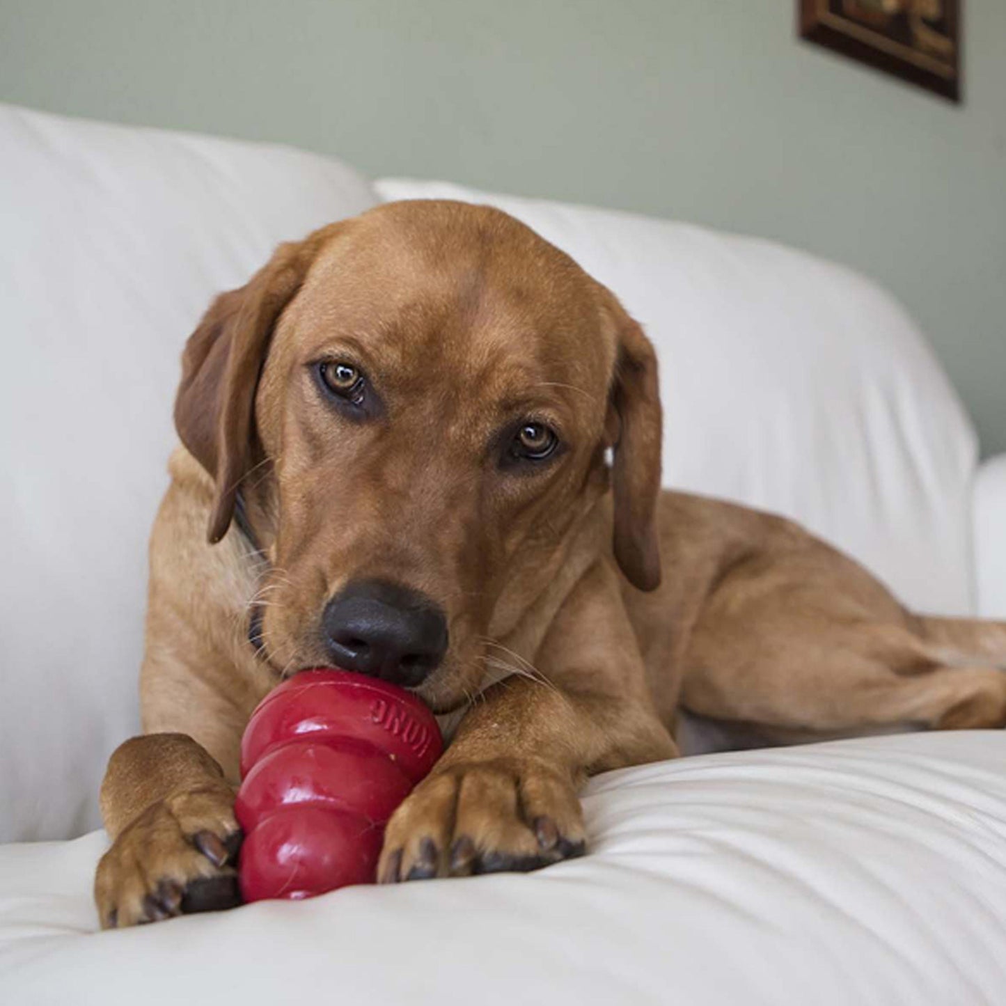 Kong Stuff N Peanut Butter Dog Treats