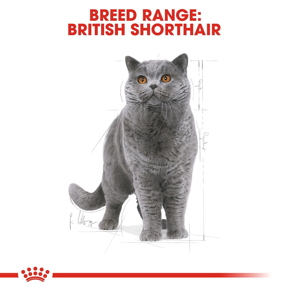 Royal Canin British Shorthaired Dry Cat Food