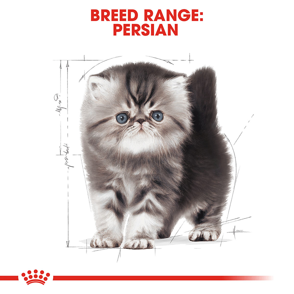 Royal Canin Persian Kitten Dry Kitten Food