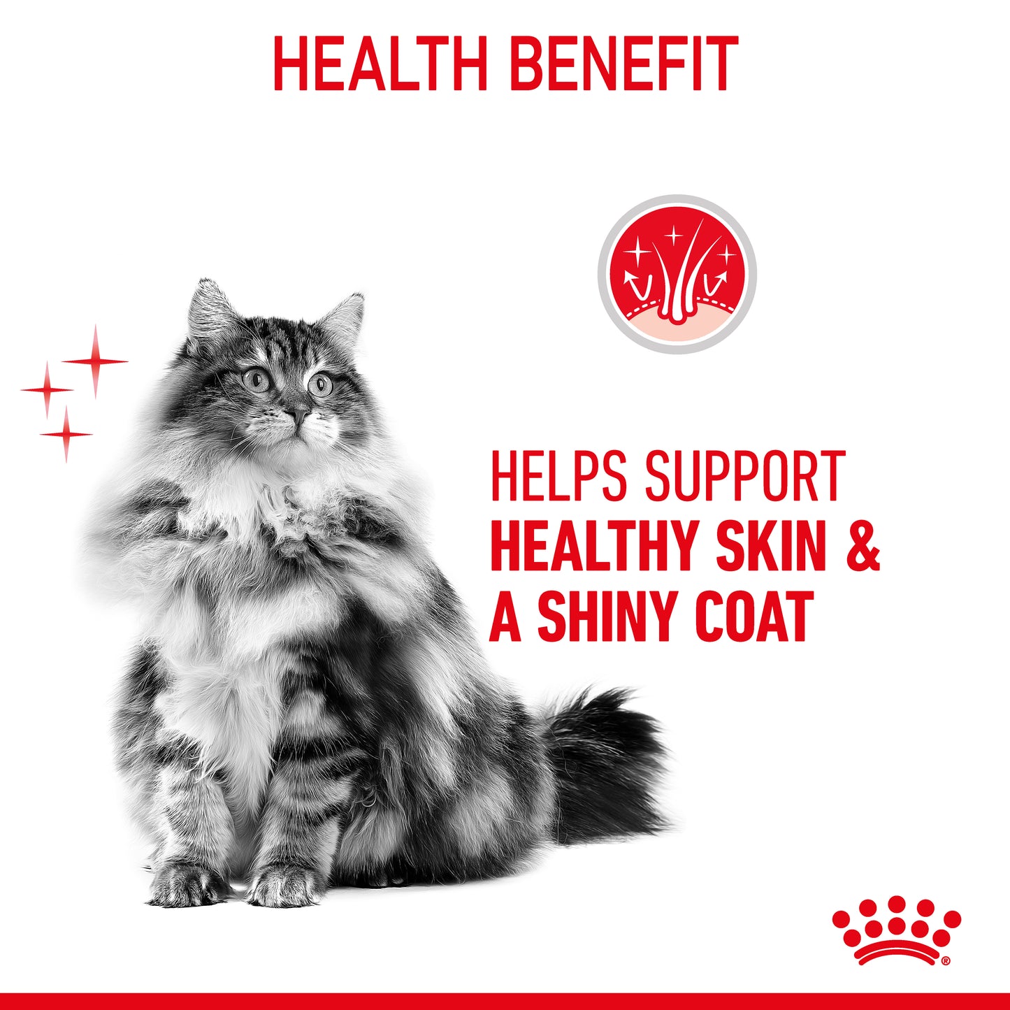 Royal Canin Hair & Skin Care in Gravy Wet Cat Food