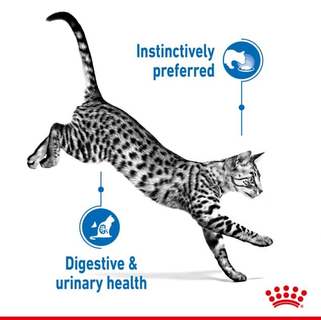 Royal Canin Indoor Gravy Wet Cat Food 85g